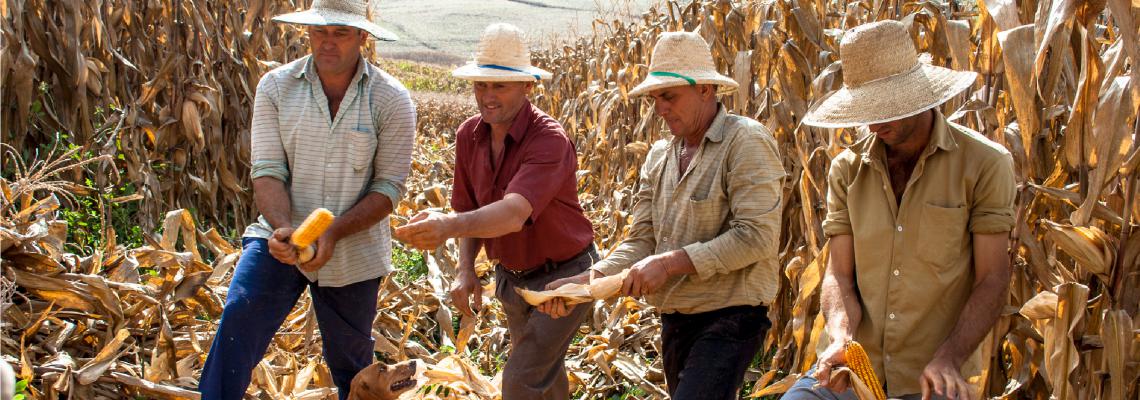 Illustrative image of agricultors cultivating maize
