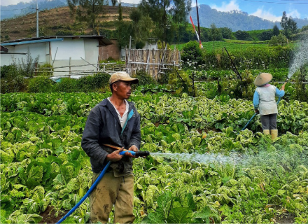 Agricultural workers water a lettuce crop