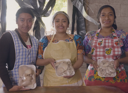 Tres mujeres jóvenes de ascendencia indígena muestran con orgullo su producción de hongos.
